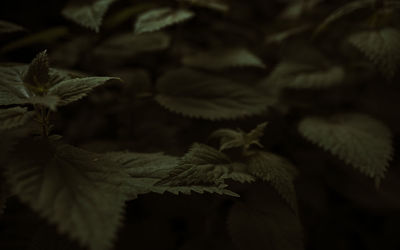 Low angle view of leaves on tree