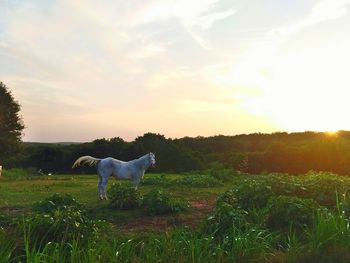 View of a dog on landscape