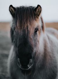 Close-up portrait of a horse