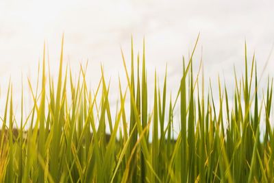 Close-up of crops growing on field