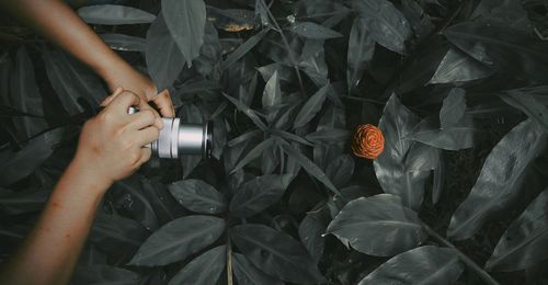 High angle view of person touching plant