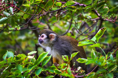 Close-up of monkey on tree