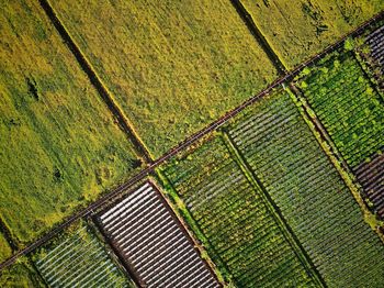 High angle view of agricultural field