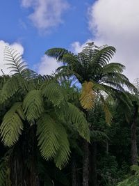 Low angle view of palm tree against sky