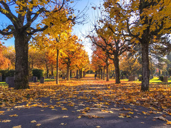 Fallen maple leaves on trees in forest during autumn