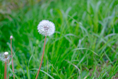 Close-up of dandelion in field