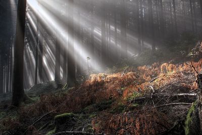Trees in forest