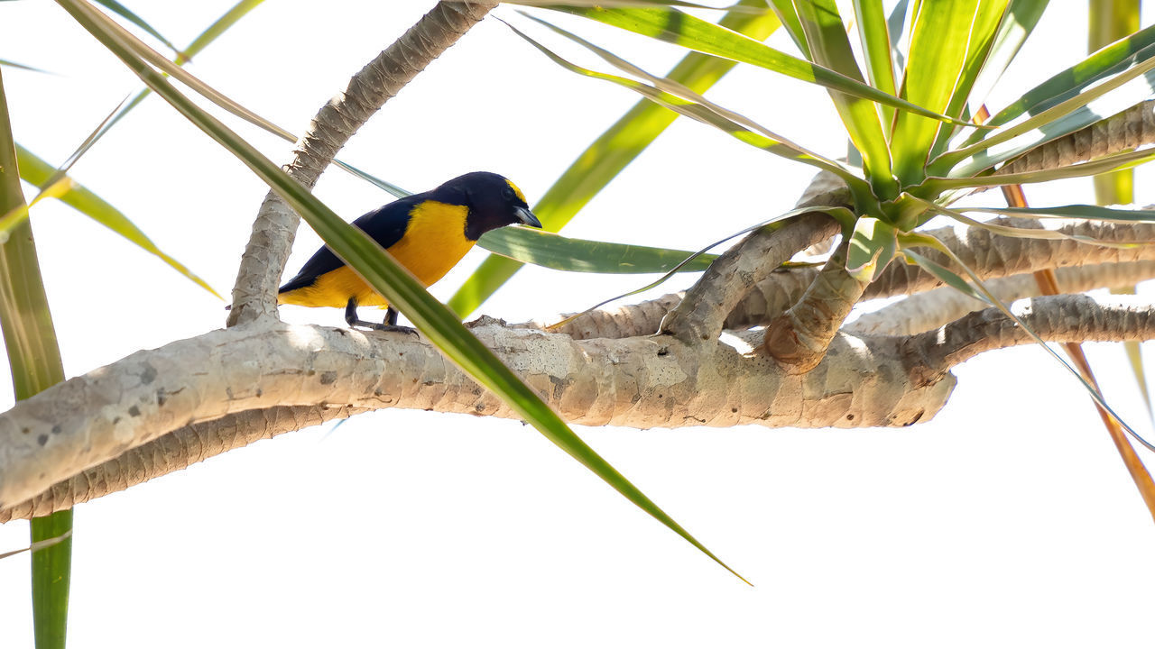 LOW ANGLE VIEW OF BIRD PERCHING ON PLANT AGAINST SKY