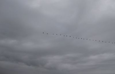 Low angle view of birds flying in sky