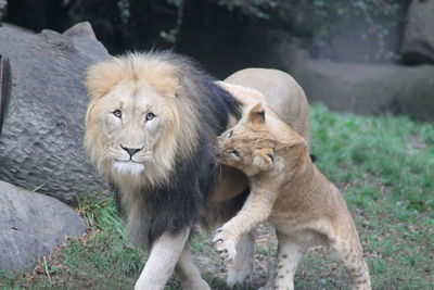 Full length of a cat in zoo