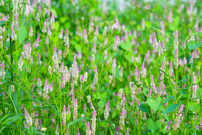 Close-up of purple flowering plants on field