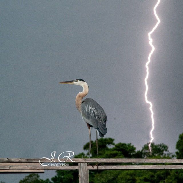 animal themes, bird, animals in the wild, wildlife, one animal, water, sky, perching, nature, seagull, railing, outdoors, day, cloud - sky, beauty in nature, no people, full length, lake, side view, beak