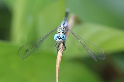 Close-up of dragonfly on leaf