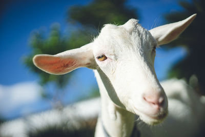 Sightseeing spots on the remote island of miyakojima in okinawa, japan close-up of one young goat