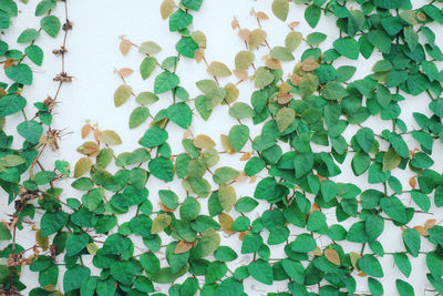 Close-up of leaves