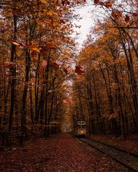 Footpath amidst trees in forest during autumn