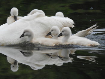 Close-up of swans in lake