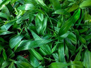 Full frame shot of green leaves