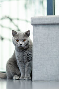 Portrait of cat looking at camera