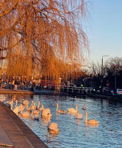 View of birds in lake