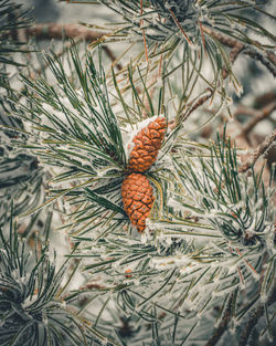 Pine cones on tree during winter