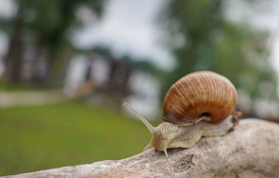 Close-up of snail