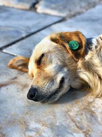 Close-up of a dog sleeping on footpath