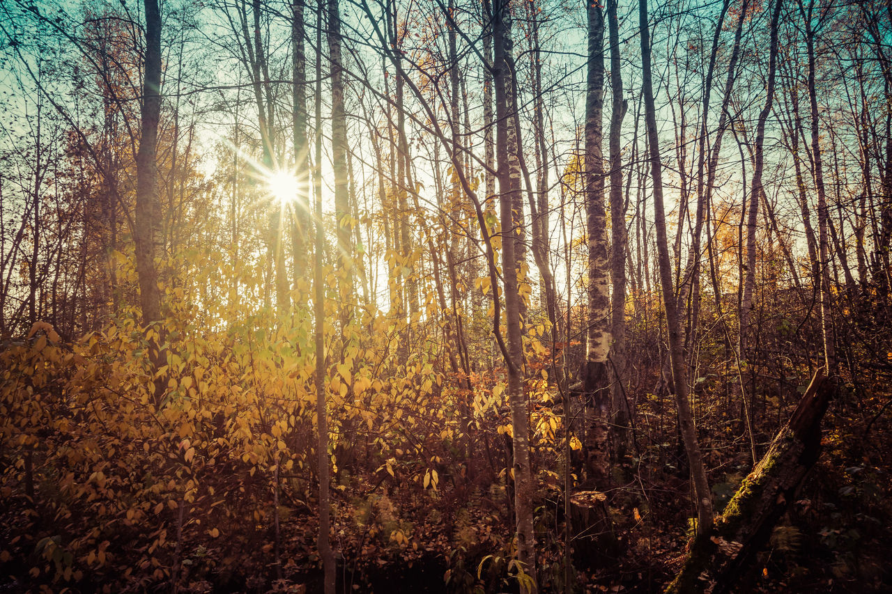 SUNLIGHT STREAMING THROUGH TREES ON LANDSCAPE