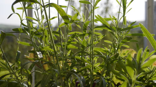 Close-up of fresh green plant in field