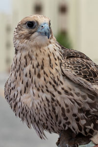 Close-up of owl perching