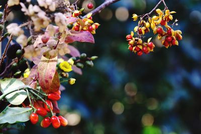 Close-up of red flowers