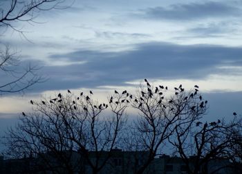 Silhouette of birds flying against cloudy sky