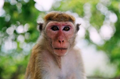 Close-up portrait of monkey