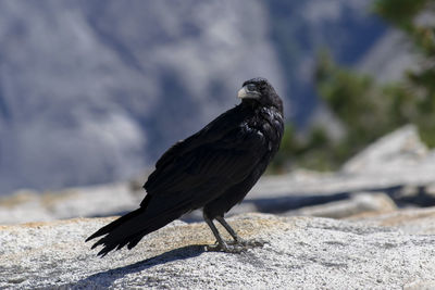 Close-up of a bird