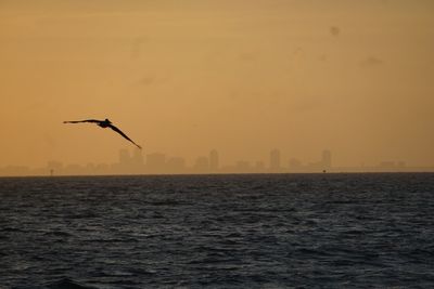 Birds flying over sea in city against sky