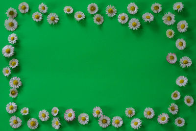 High angle view of flowering plants against blue background