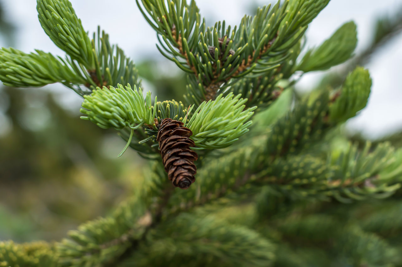 green color, focus on foreground, nature, growth, pine tree, no people, pinaceae, plant, day, close-up, beauty in nature, leaf, needle, tree, fern, outdoors