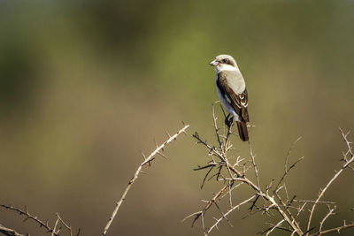 Bird perching on twig