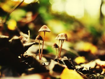 Close-up of mushroom growing on field