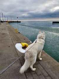 View of dog by sea against sky