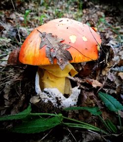 Close-up of fly on mushroom
