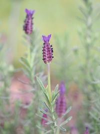 Close-up of purple flowering plant