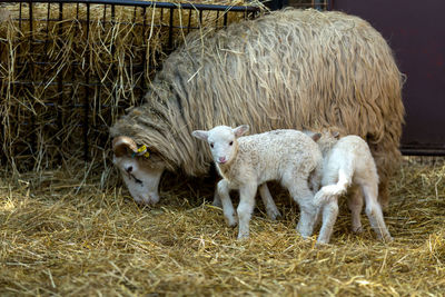 Sheep in a field