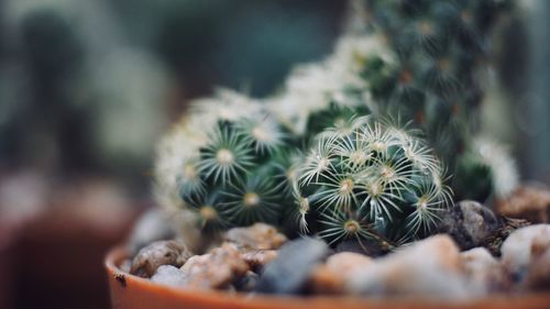 Close-up of succulent plant