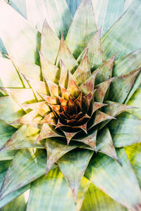 Close-up of pineapple