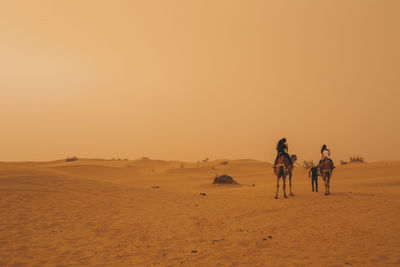 People riding on camels in desert during sunset