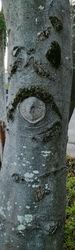 Close-up of heart shape on tree