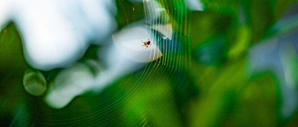 Close-up of spider on web