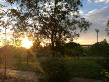 Trees on field against sky at sunset