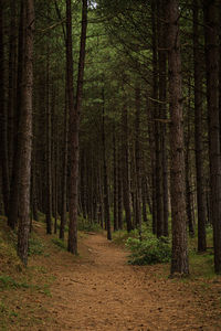 Forest along the norfolk coast